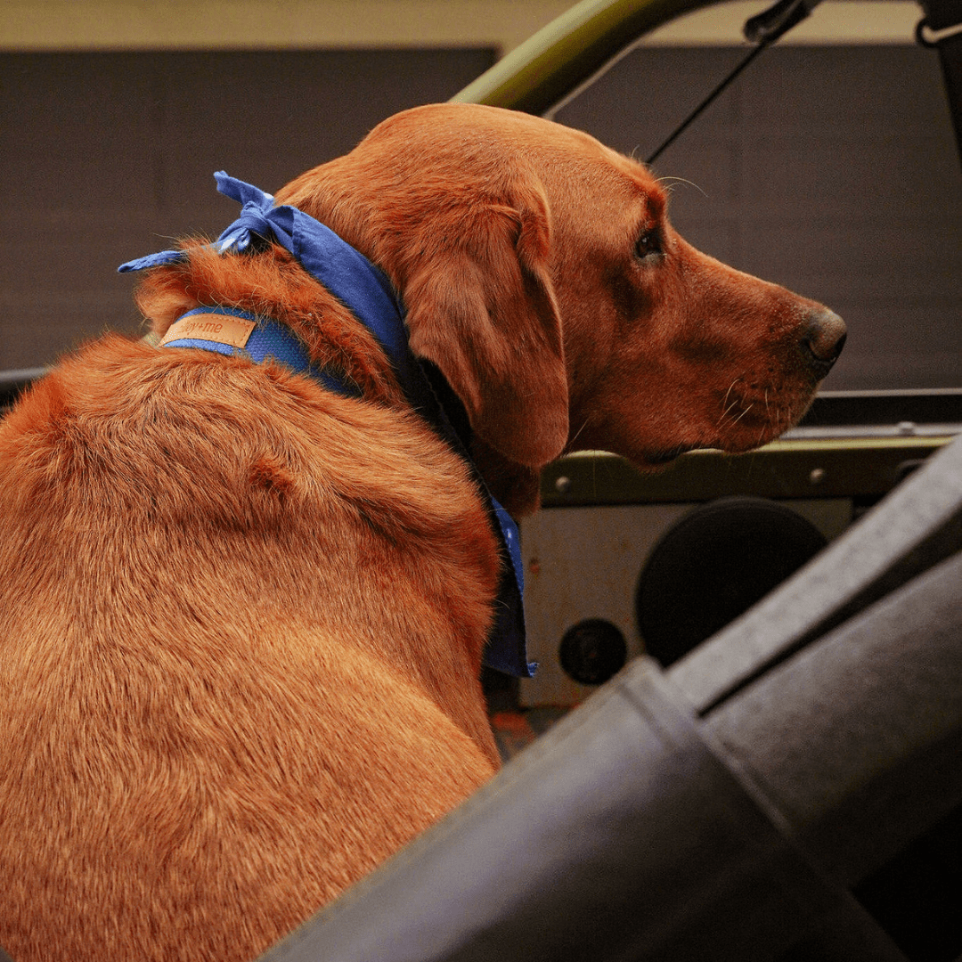 Hemp Cotton Dog Collar