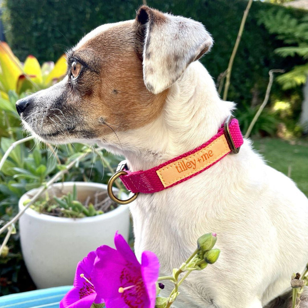 Hemp Cotton Dog Collar