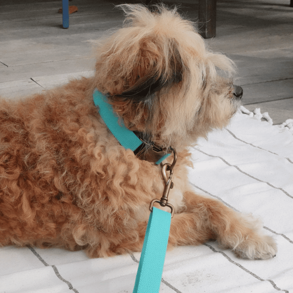 Hemp Cotton Dog Collar