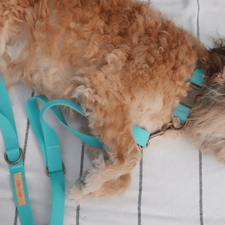 Hemp Cotton Dog Collar